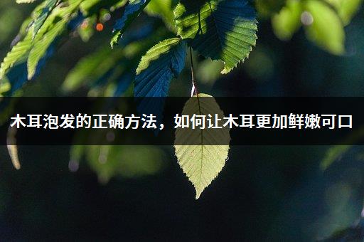 木耳泡发的正确方法，如何让木耳更加鲜嫩可口-1