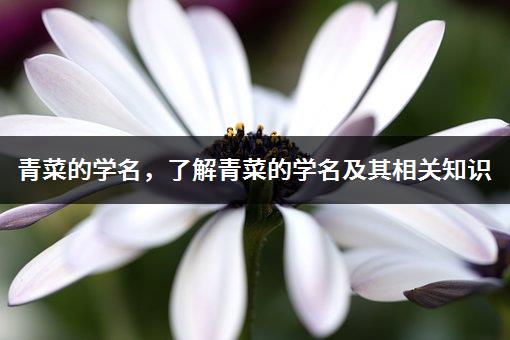 青菜的学名，了解青菜的学名及其相关知识-1